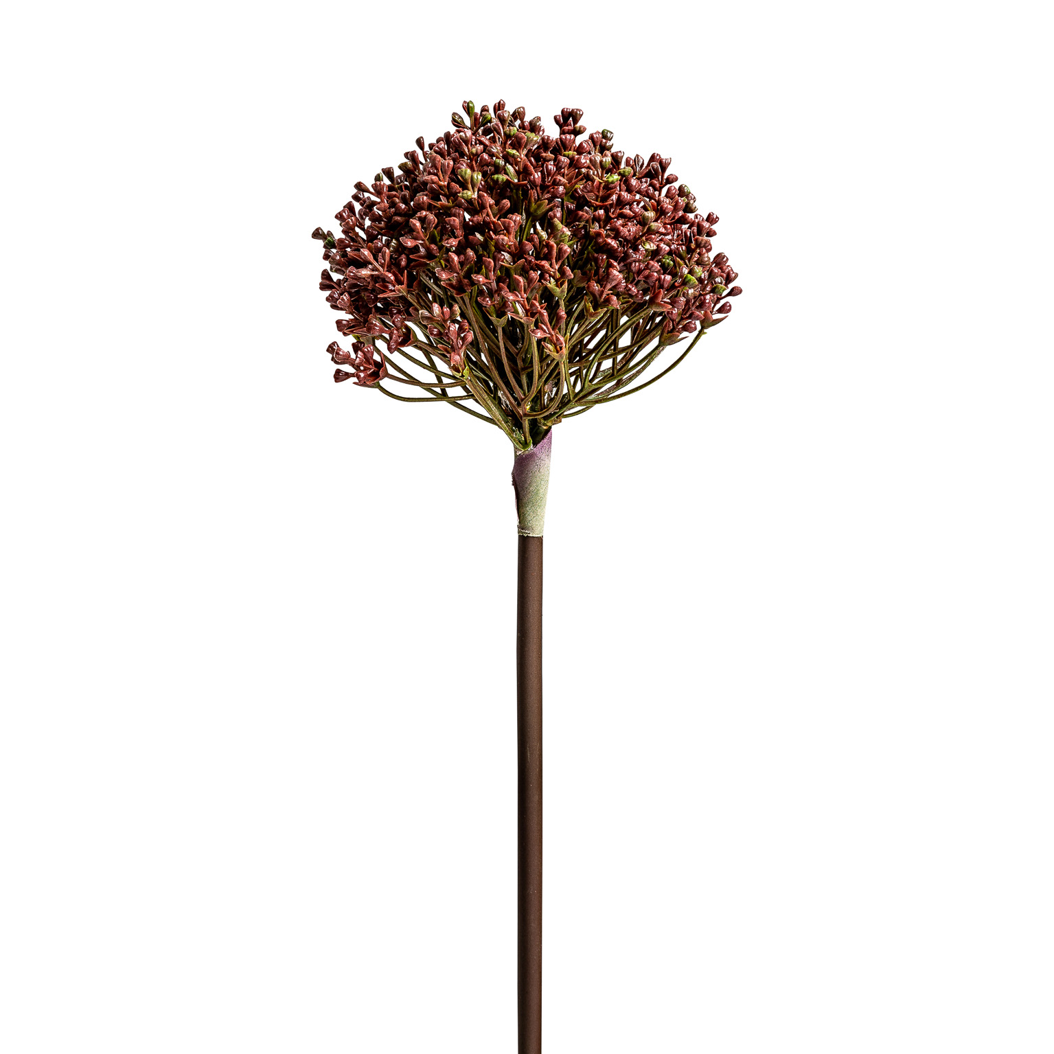 Растение ALLIUM фиолетового цвета Vical