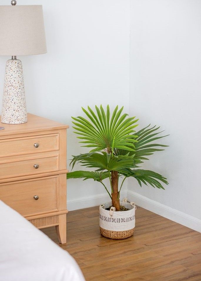 Растение декоративное Пальма Glasar SA11853-AB