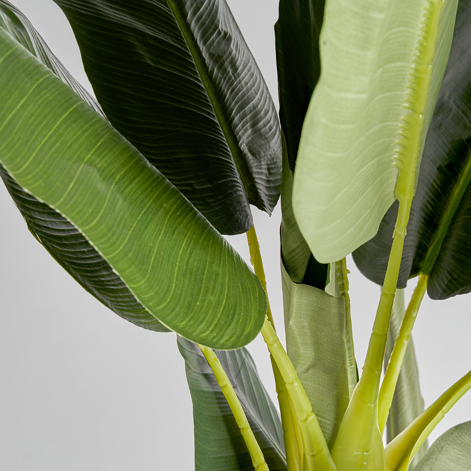 Банановое растение BANANERO Vical