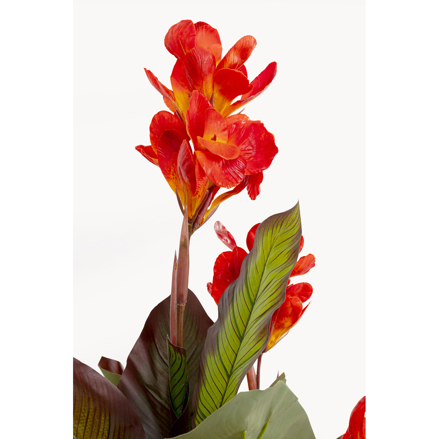 Растение декоративное Canna Lily 165cm KARE 58433