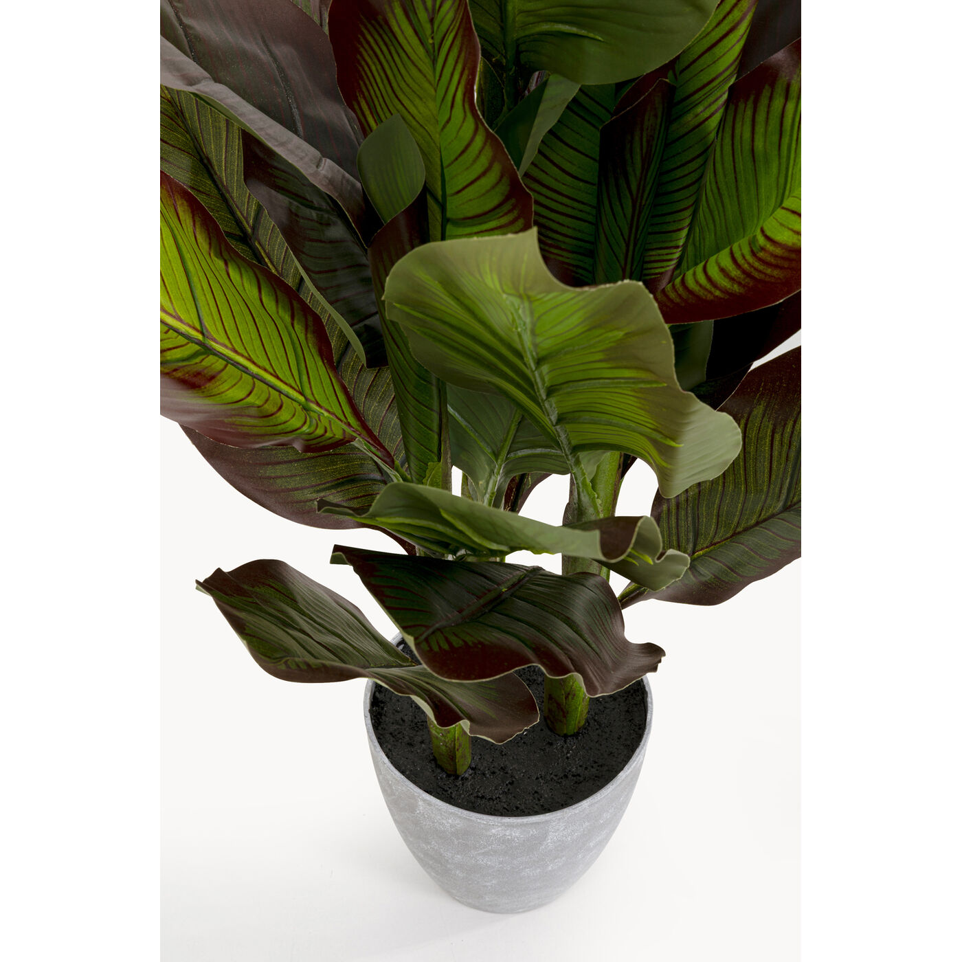 Растение декоративное Canna Lily 115cm KARE 58432