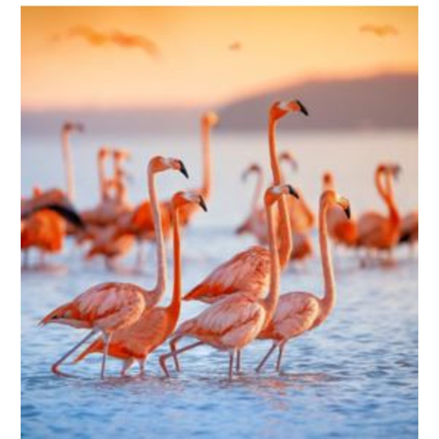Картина Flamingo 52561 KARE
