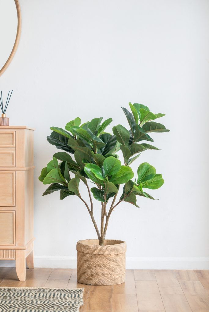 Дерево декоративное Фиговое Glasar SA11851-DS-AB