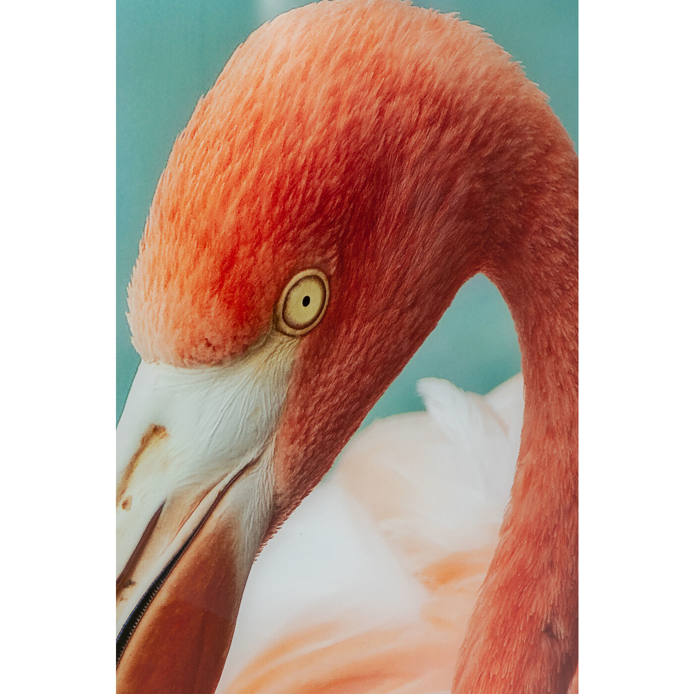 Картина Flamingo 53605 Kare