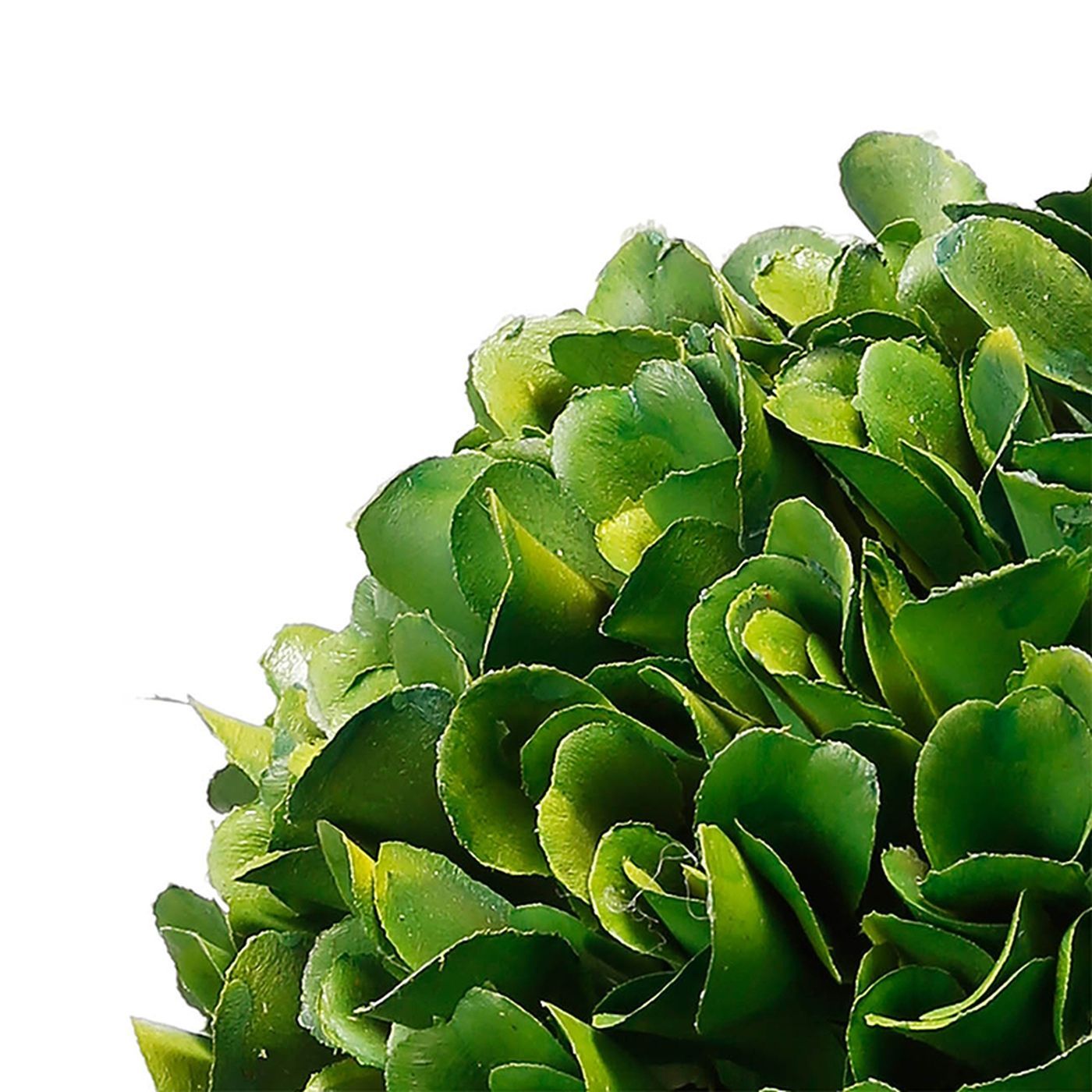 Растение декоративное Самшит Glasar 29396