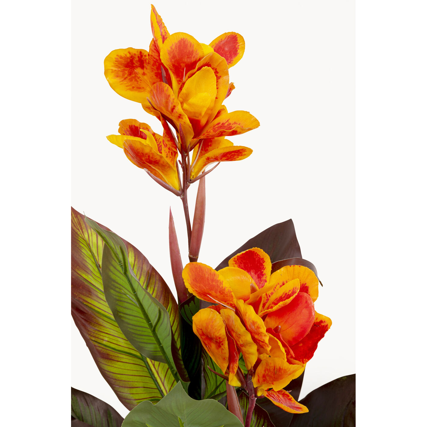 Растение декоративное Canna Lily 115cm KARE 58432