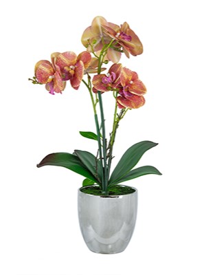 Растение декоративное Орхидея Glasar 420026-AB
