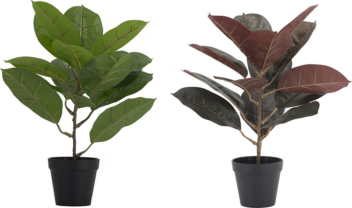 Растения декоративные Алоказия, набор Glasar SA11655