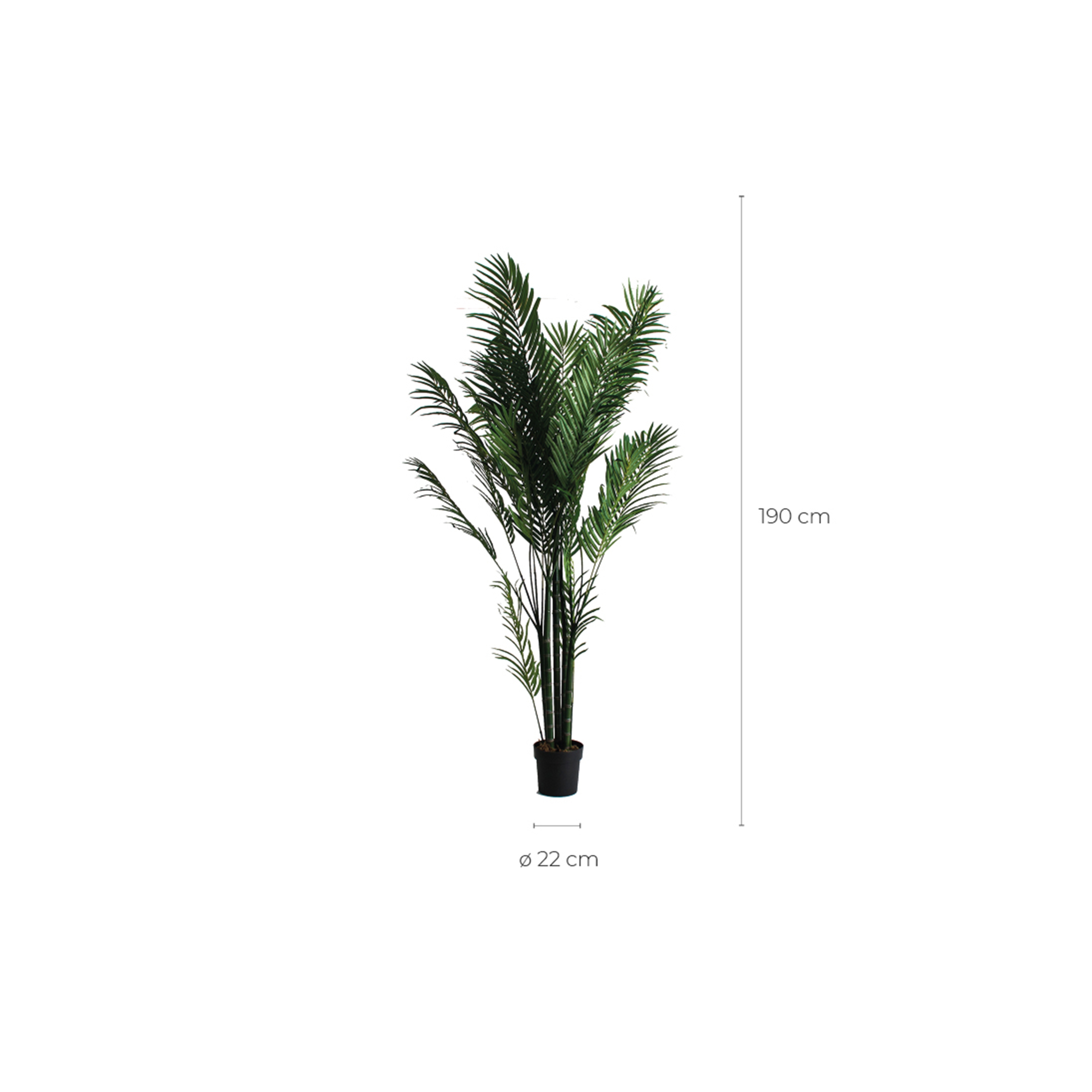 Пальмовое растение PALMERA Vical