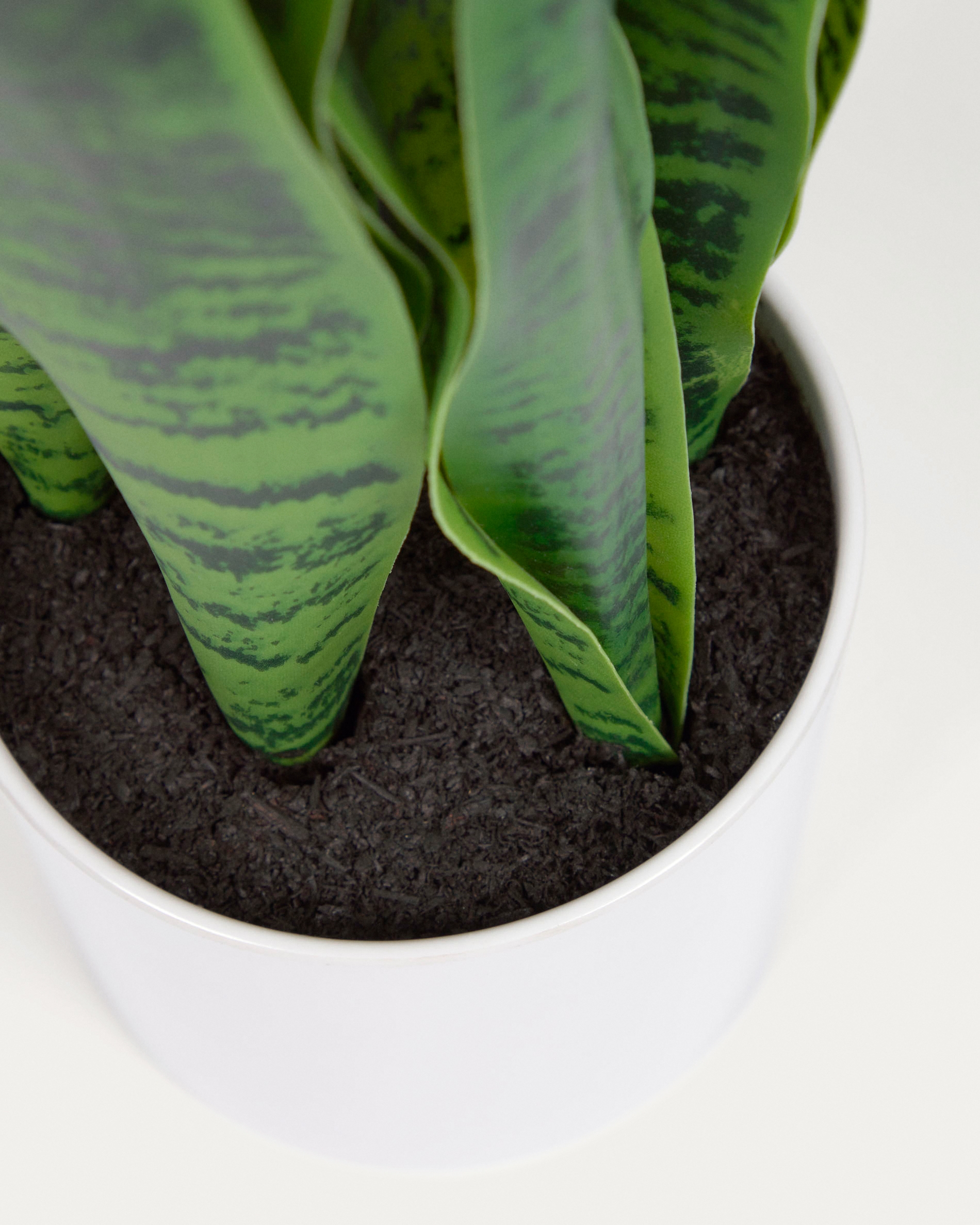 Искусственное растение Sansevieria с белым горшком 55 см La Forma (ex Julia Grup)