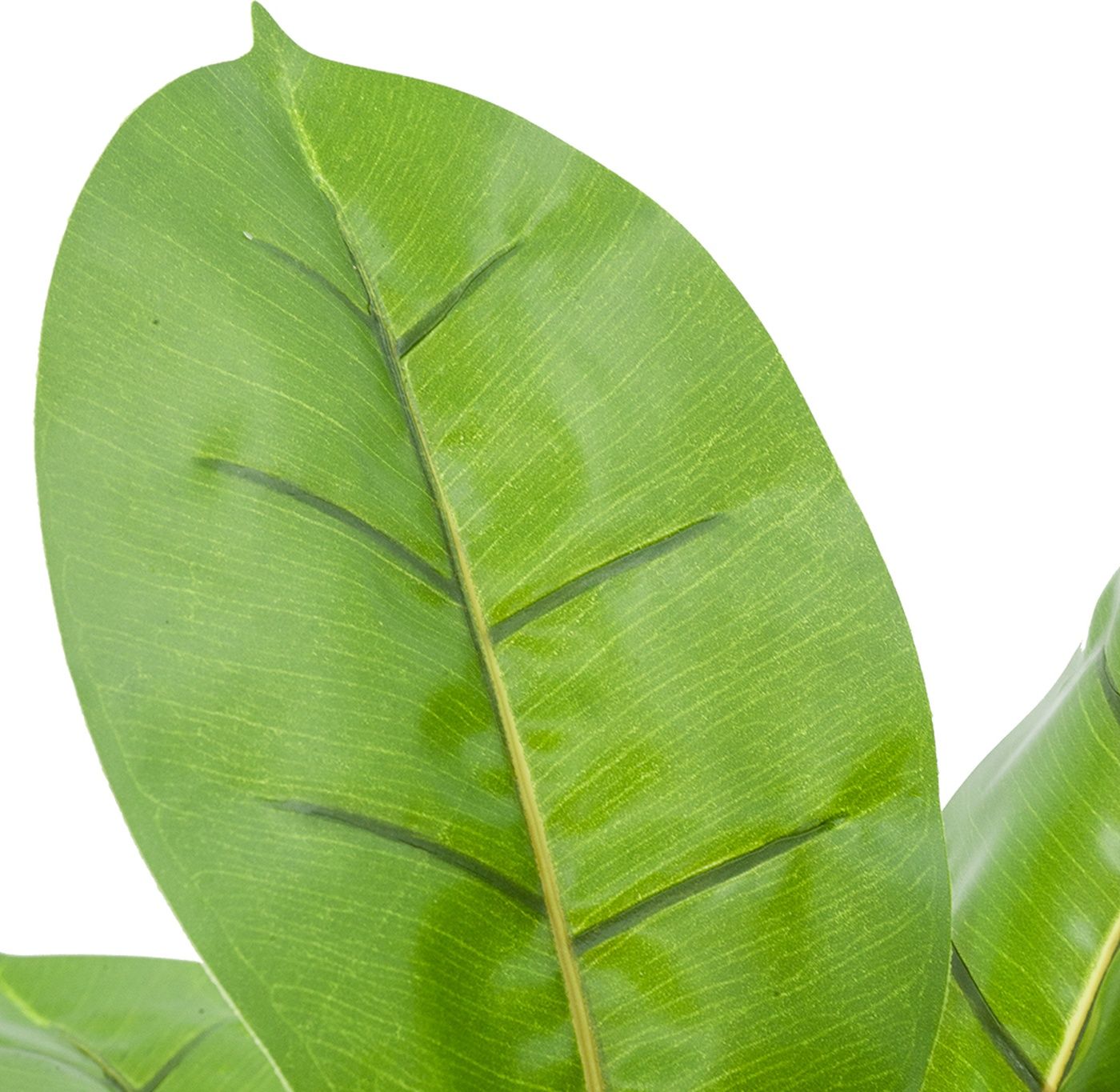 Растения декоративные Алоказия, набор Glasar SA11655