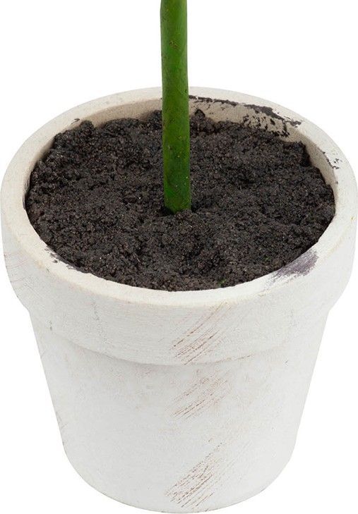 Растения декоративные Самшит, набор Glasar 29574-CREA