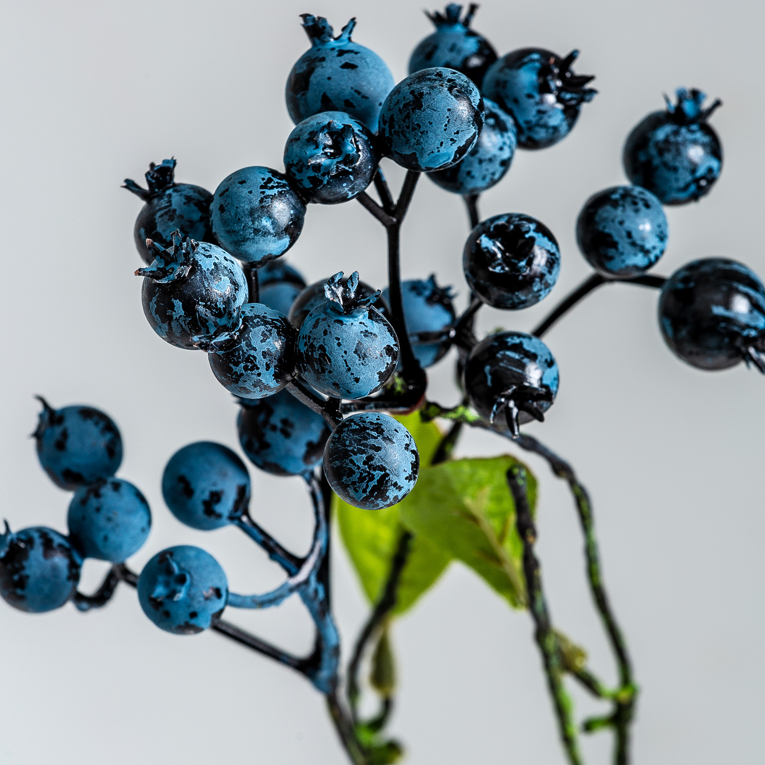 Растение синего цвета 26343 Vical