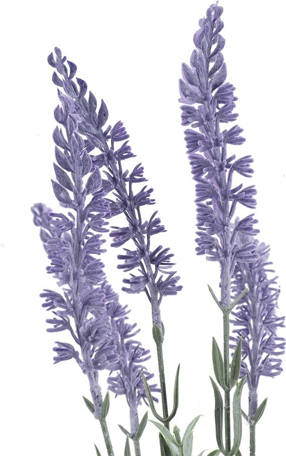 Растение декоративное Лаванда Glasar SA11653