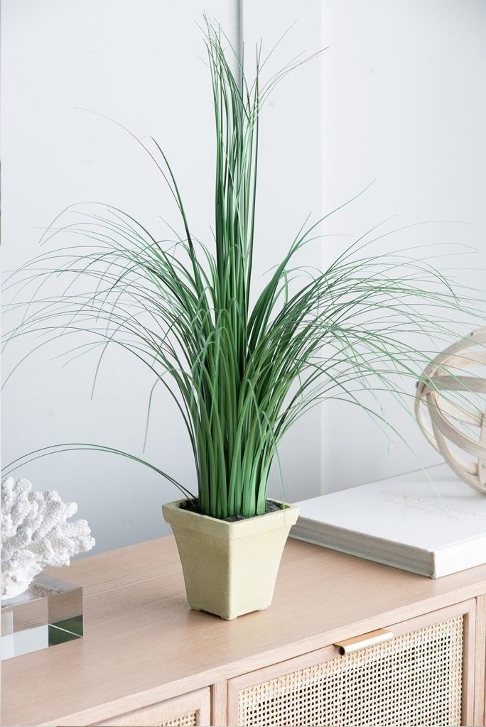 Растение декоративное Трава Glasar 29091