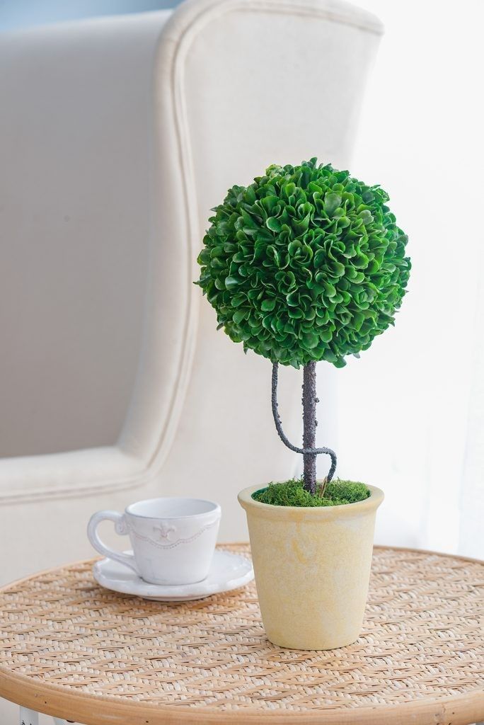 Растение декоративное Самшит Glasar 29397