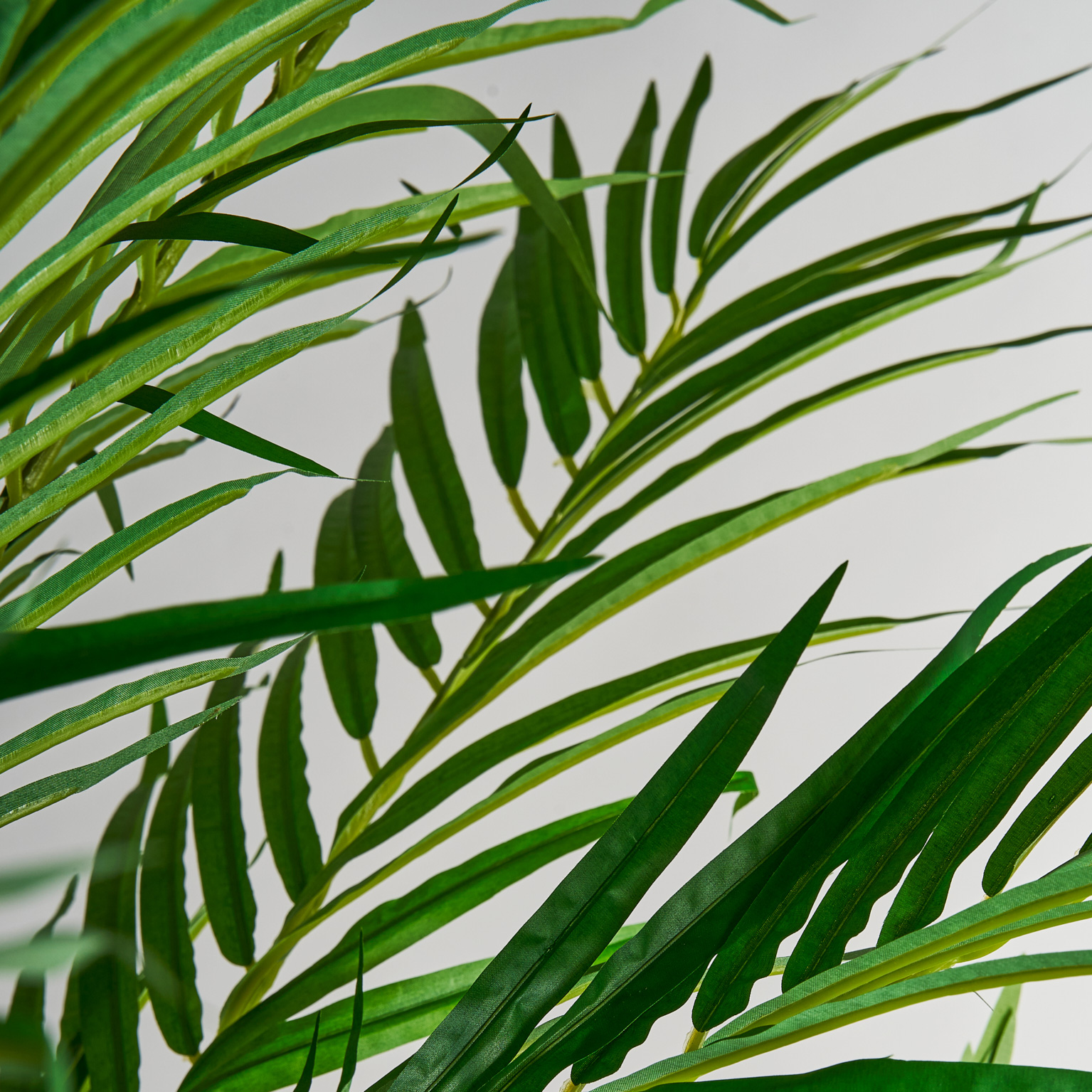 Пальмовое растение PALMERA Vical