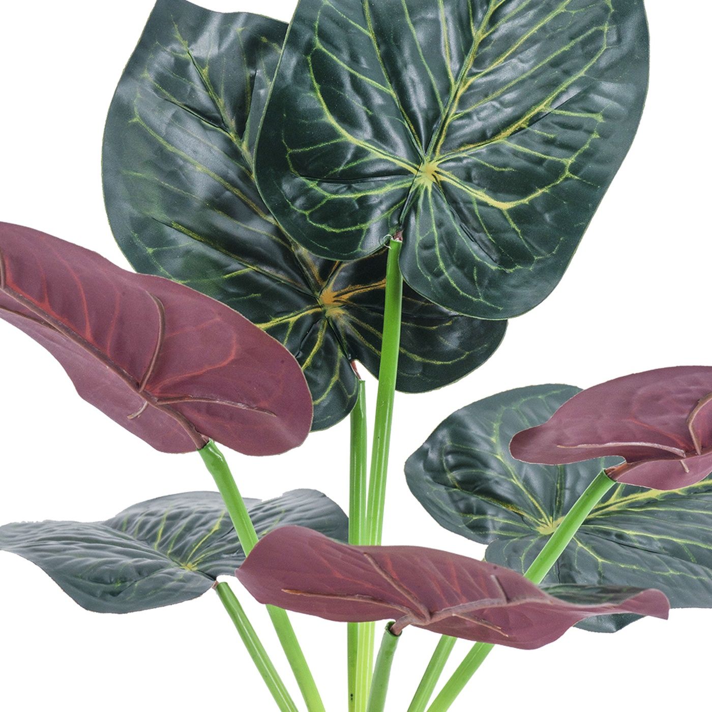 Растения декоративные Алоказия, набор Glasar SA11655