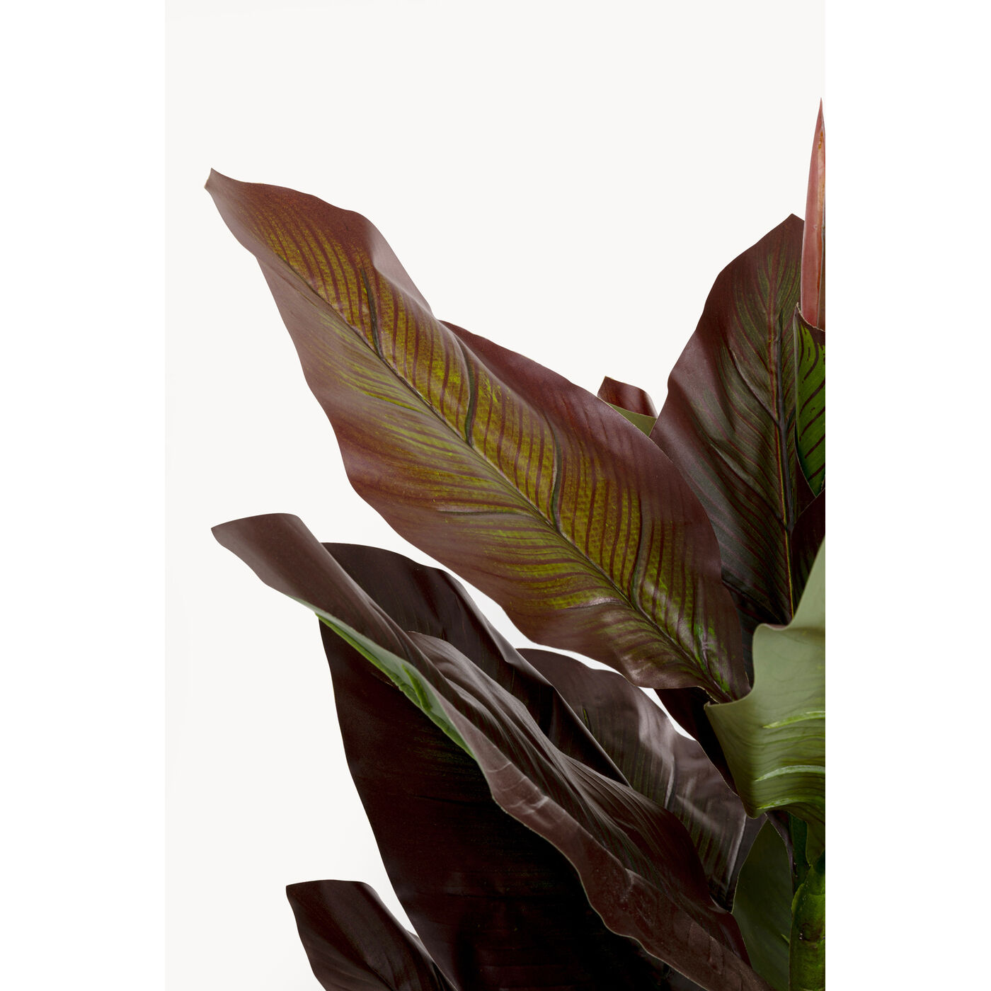Растение декоративное Canna Lily 165cm KARE 58433