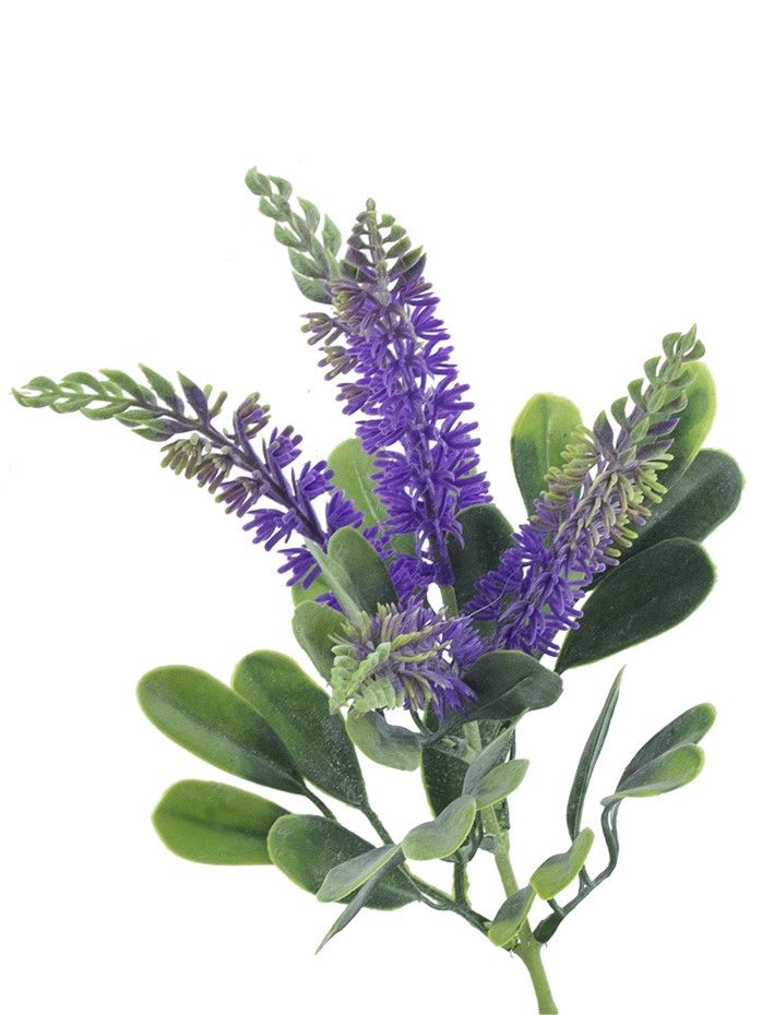 Растение декоративное Лаванда Glasar SA11659