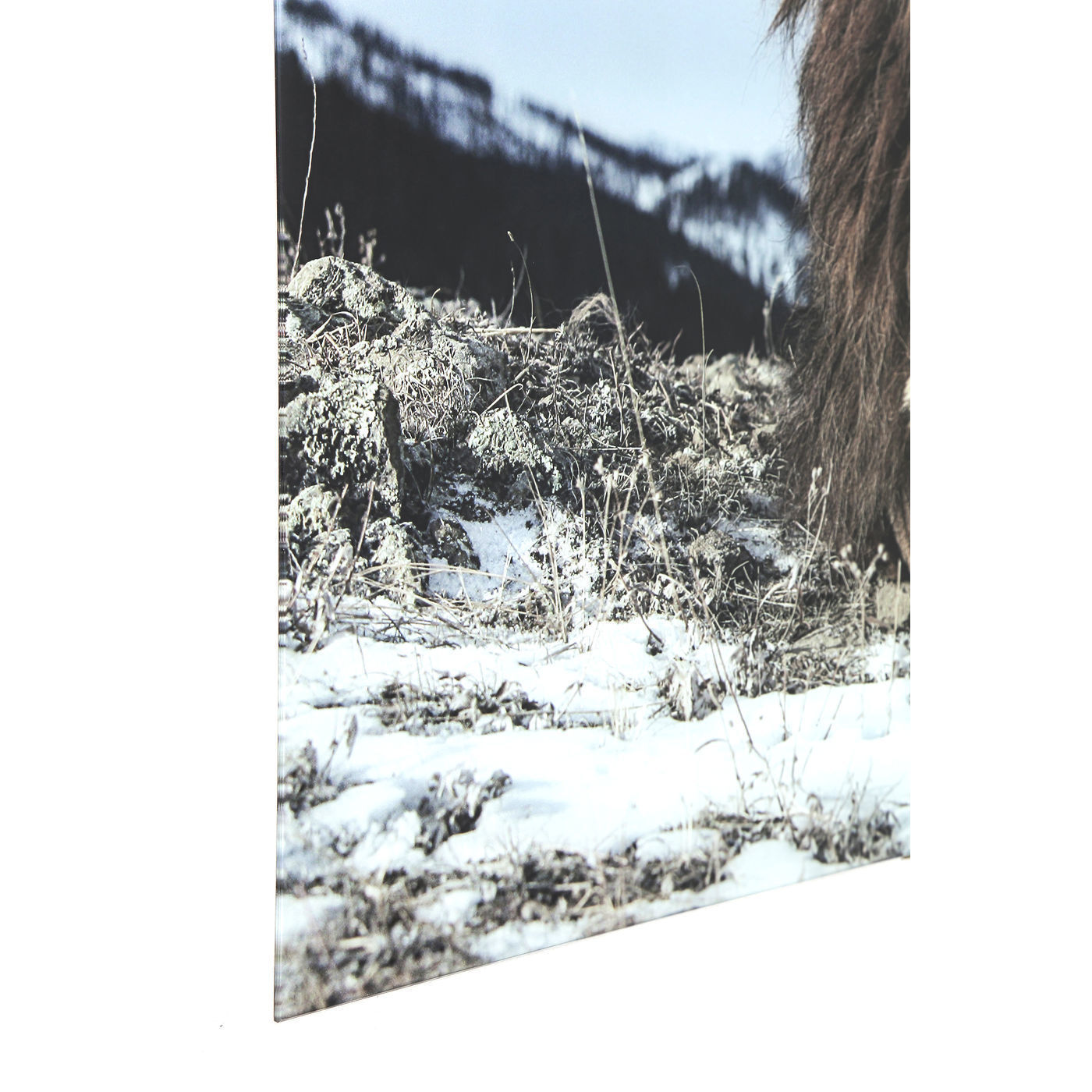 Картина Proud Lion 37291 KARE