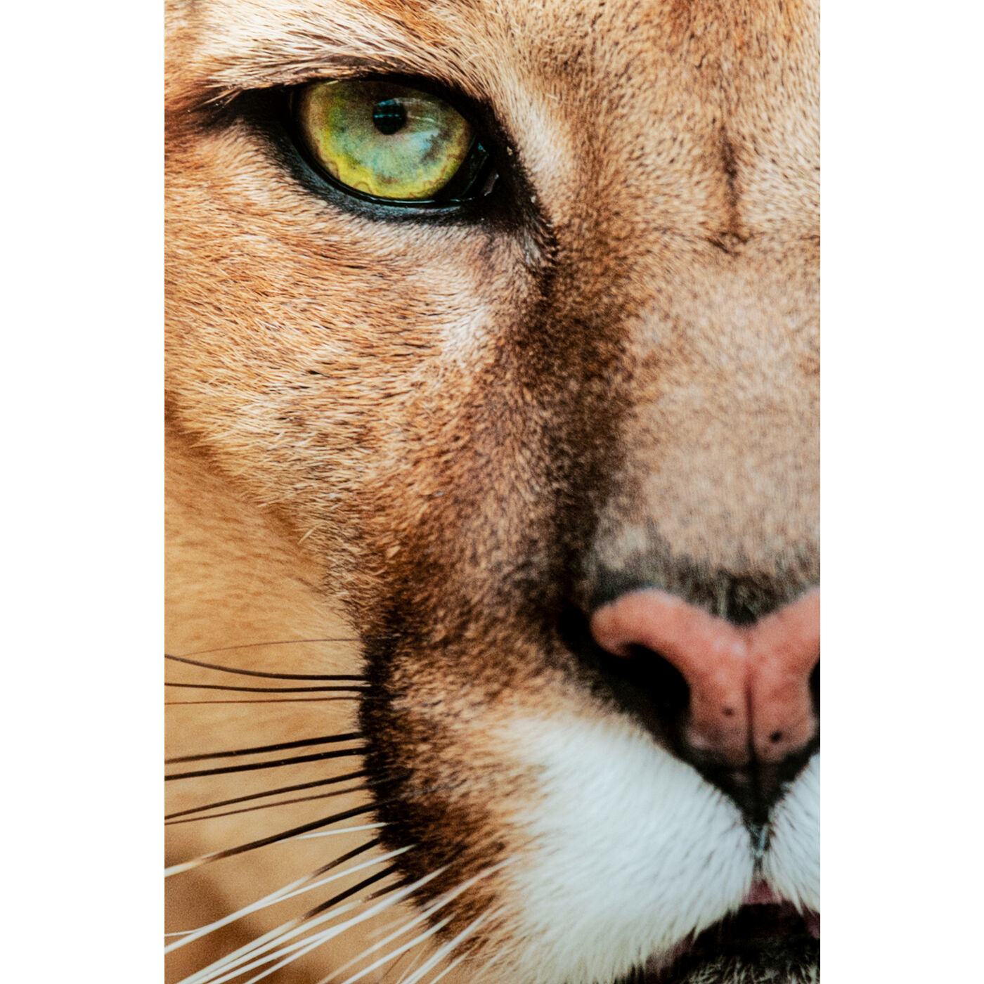 Картина Lioness 53598 Kare