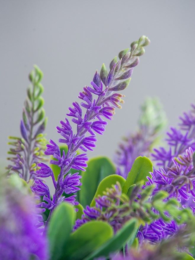 Растение декоративное Лаванда Glasar SA11659