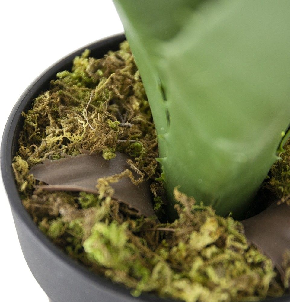 Растение декоративное Алоэ Glasar 420020-AB