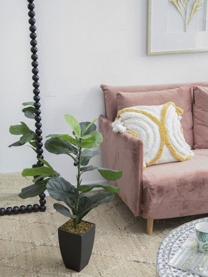 Растение декоративное Фикус Glasar 29877