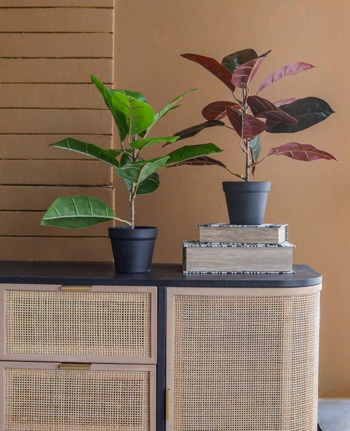 Растения декоративные Алоказия, набор Glasar SA11655