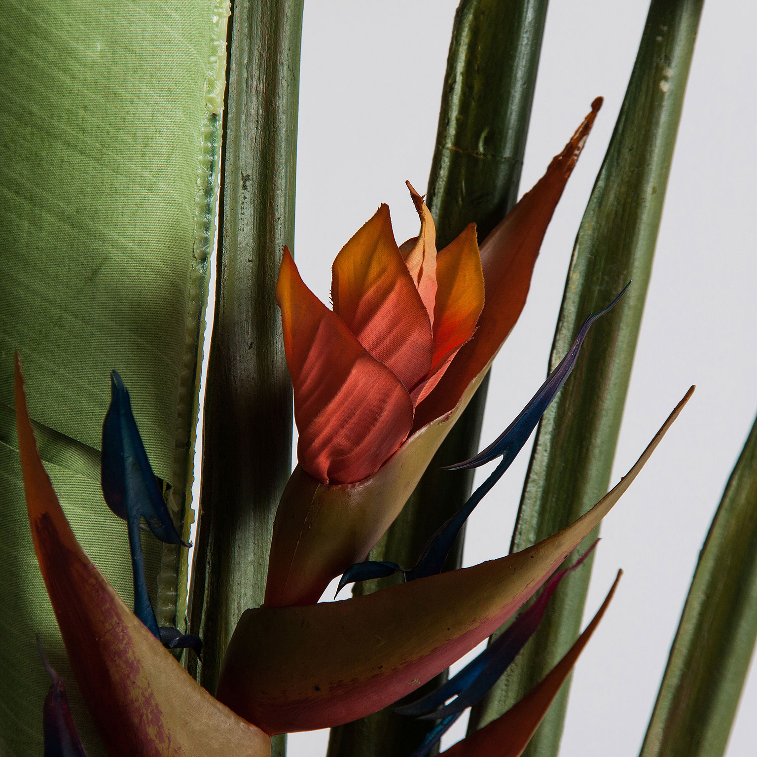 Растение PARADISE Vical