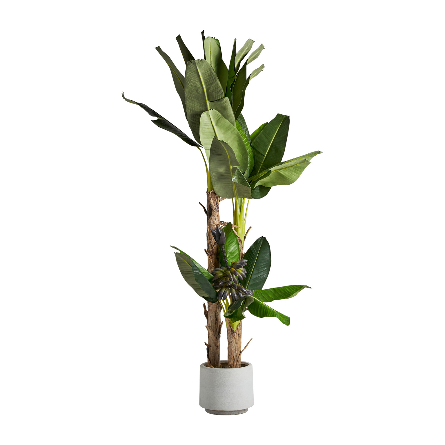 Банановое растение PLATANERO Vical