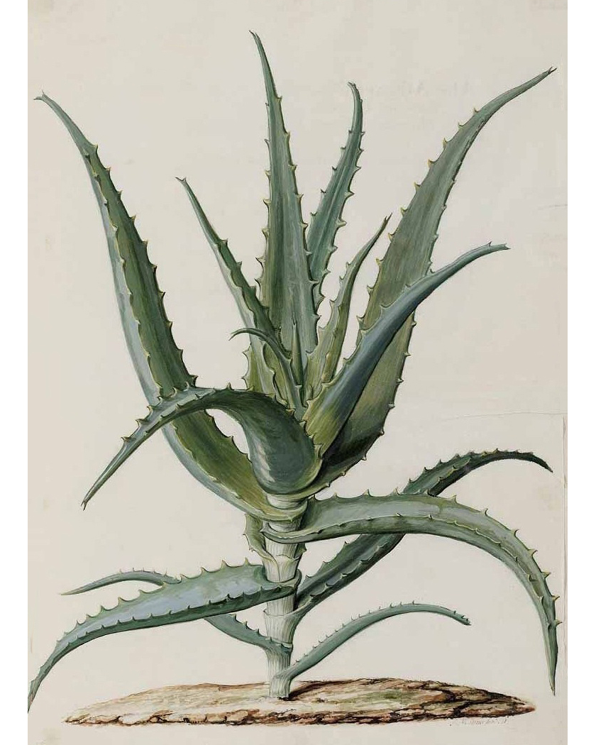 Интерьерный постер Аloe Louvre Home PP230176