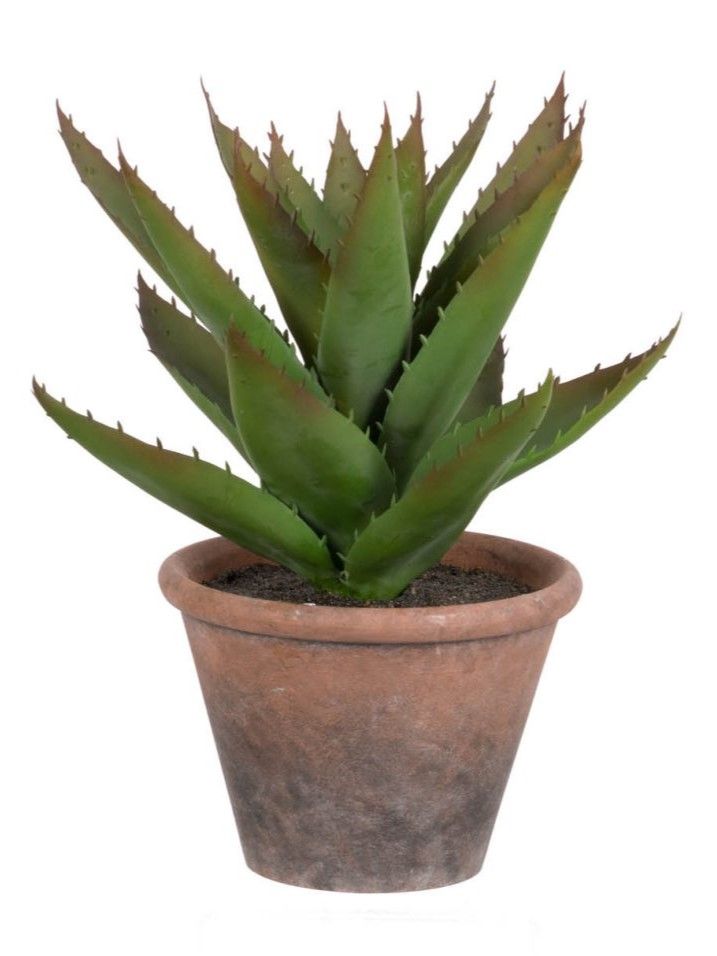 Растение декоративное Суккулент Glasar F2639