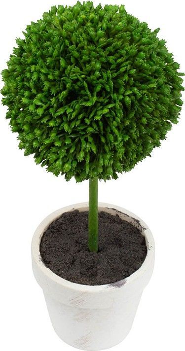 Растения декоративные Самшит, набор Glasar 29574-CREA