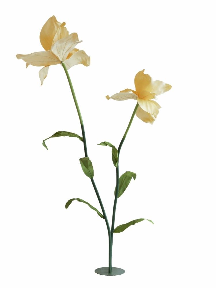 Растение декоративное Ирис Glasar F98621