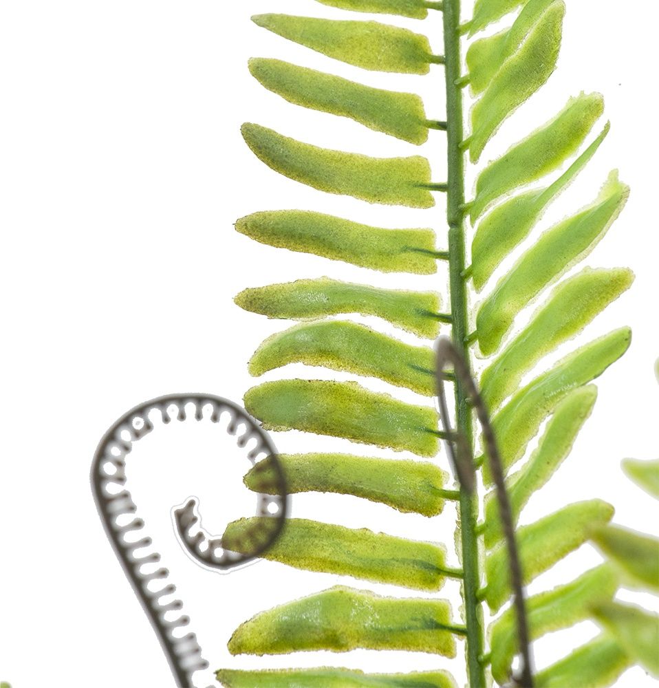 Растение декоративное Папоротник Glasar SA11654