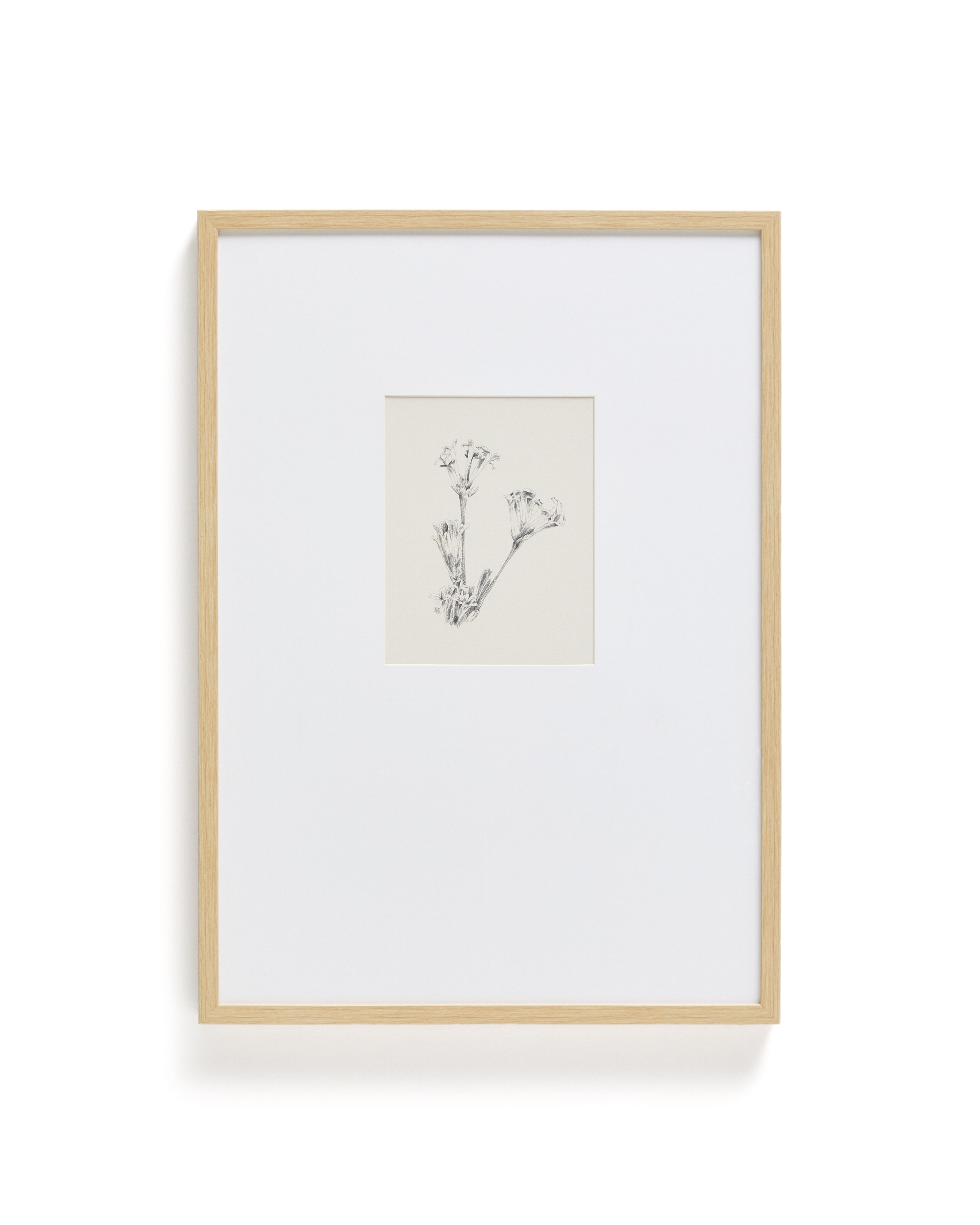 Картина Lirena с ботанической иллюстрацией 50 x 70 см La Forma (ex Julia Grup)