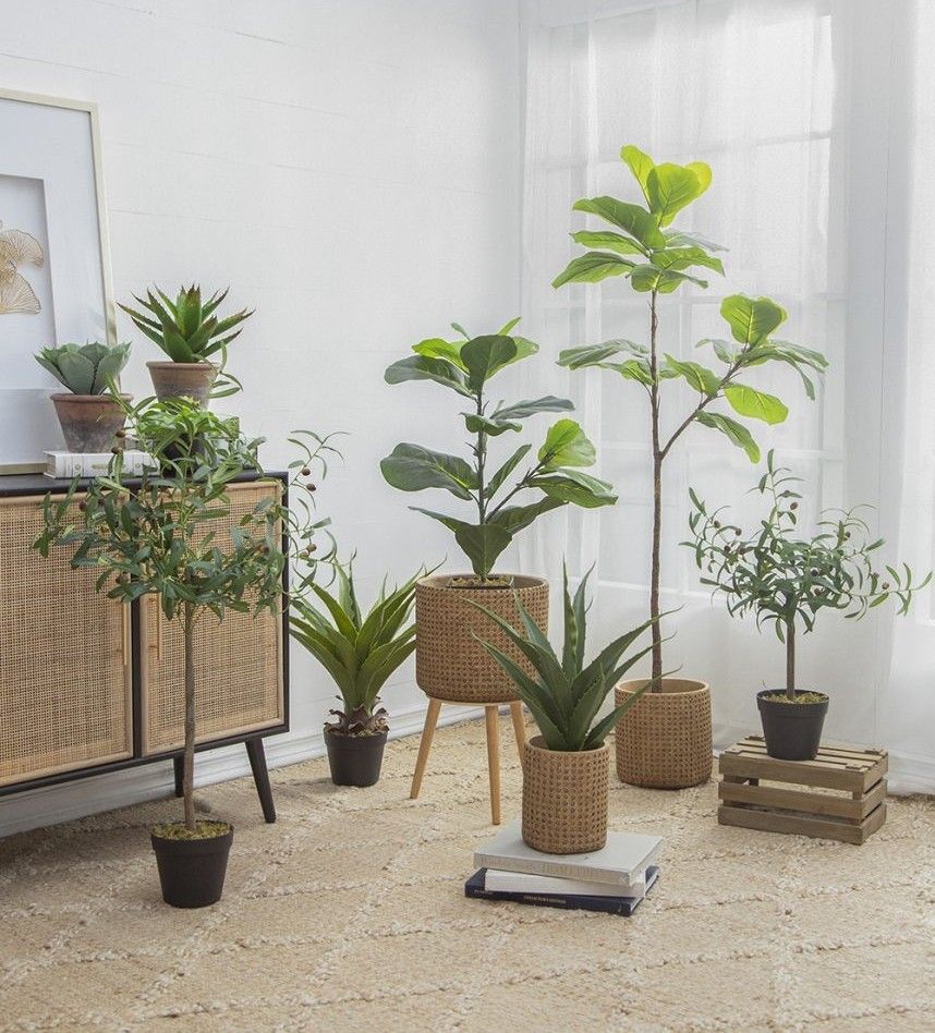 Растение декоративное Олива Glasar 420023-AB
