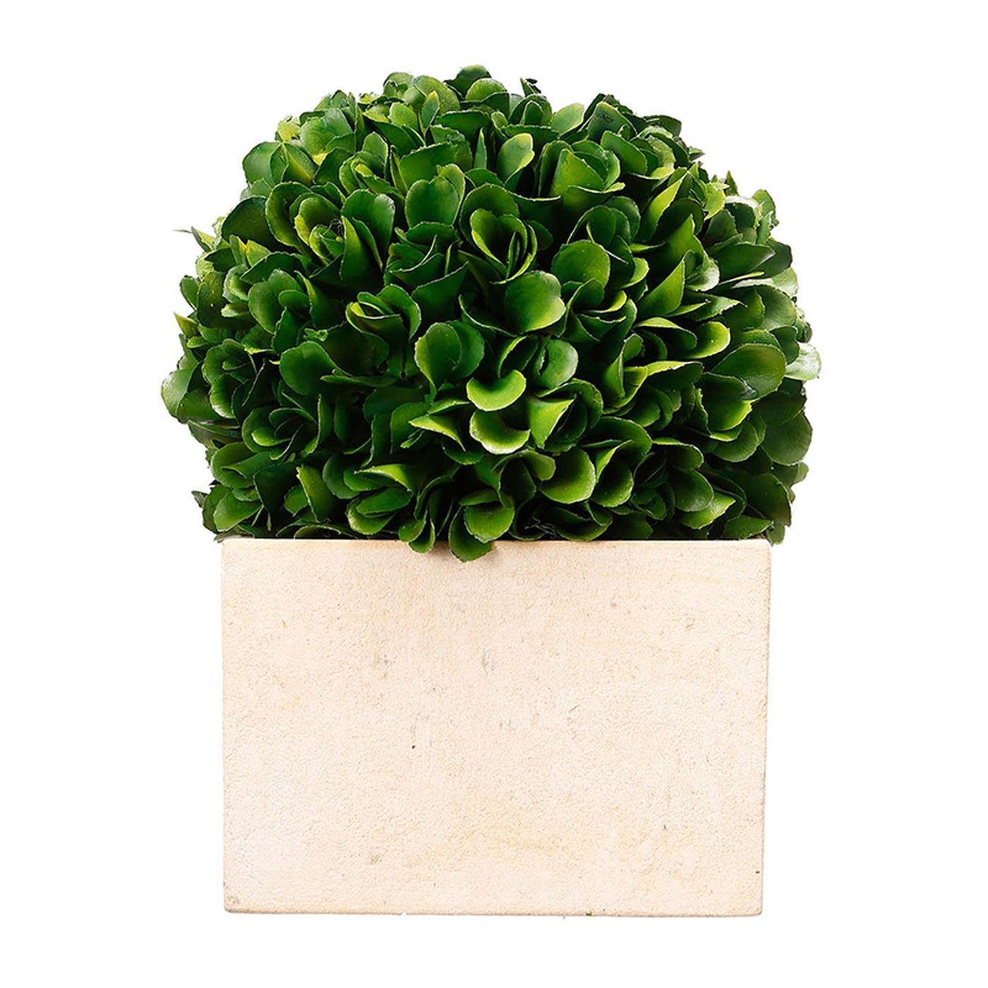 Растение декоративное Самшит Glasar 29396