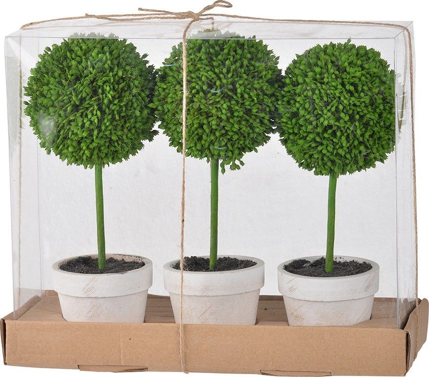 Растения декоративные Самшит, набор Glasar 29574-CREA