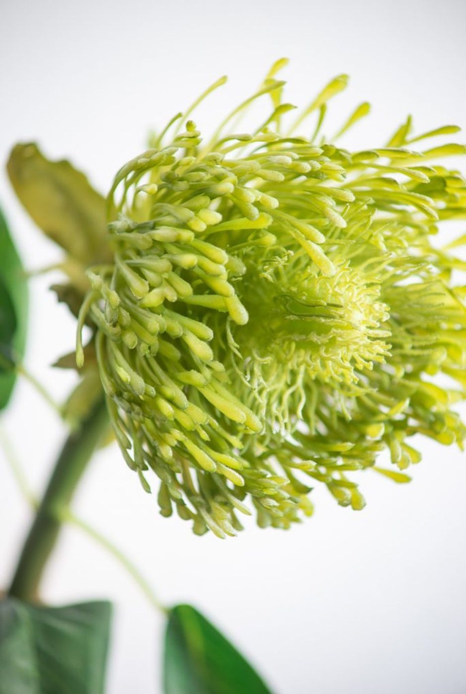 Растение декоративное Цветок Glasar 29632-GREE