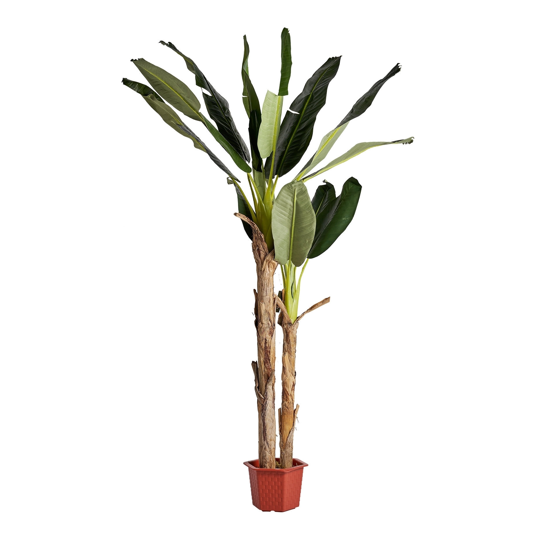 Банановое растение BANANERO Vical