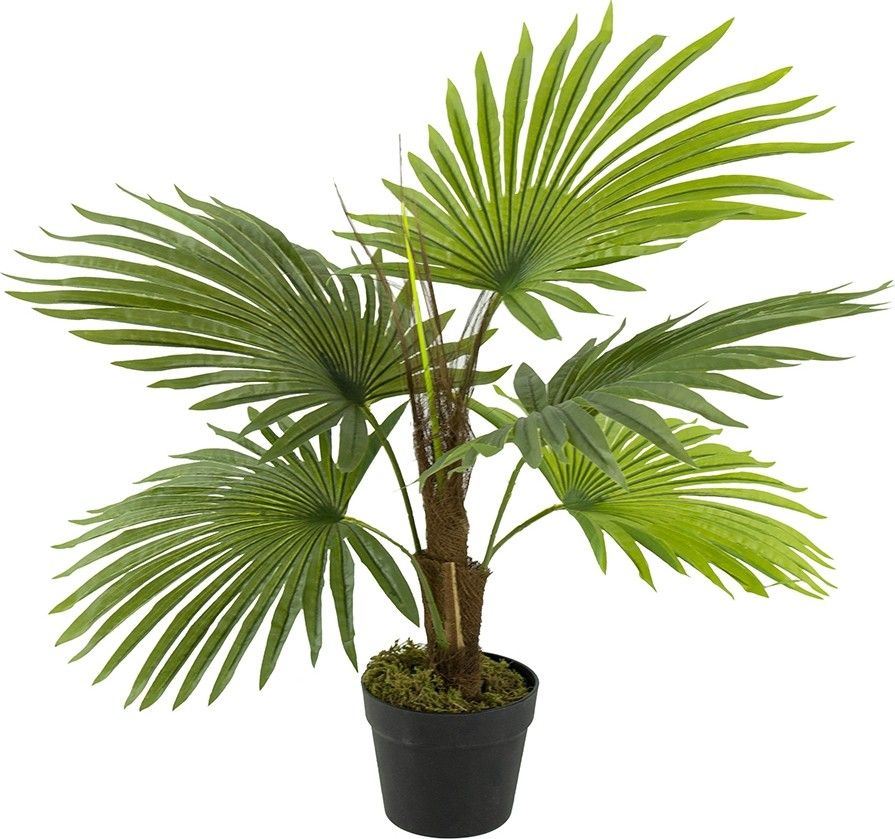 Растение декоративное Пальма Glasar SA11853-AB