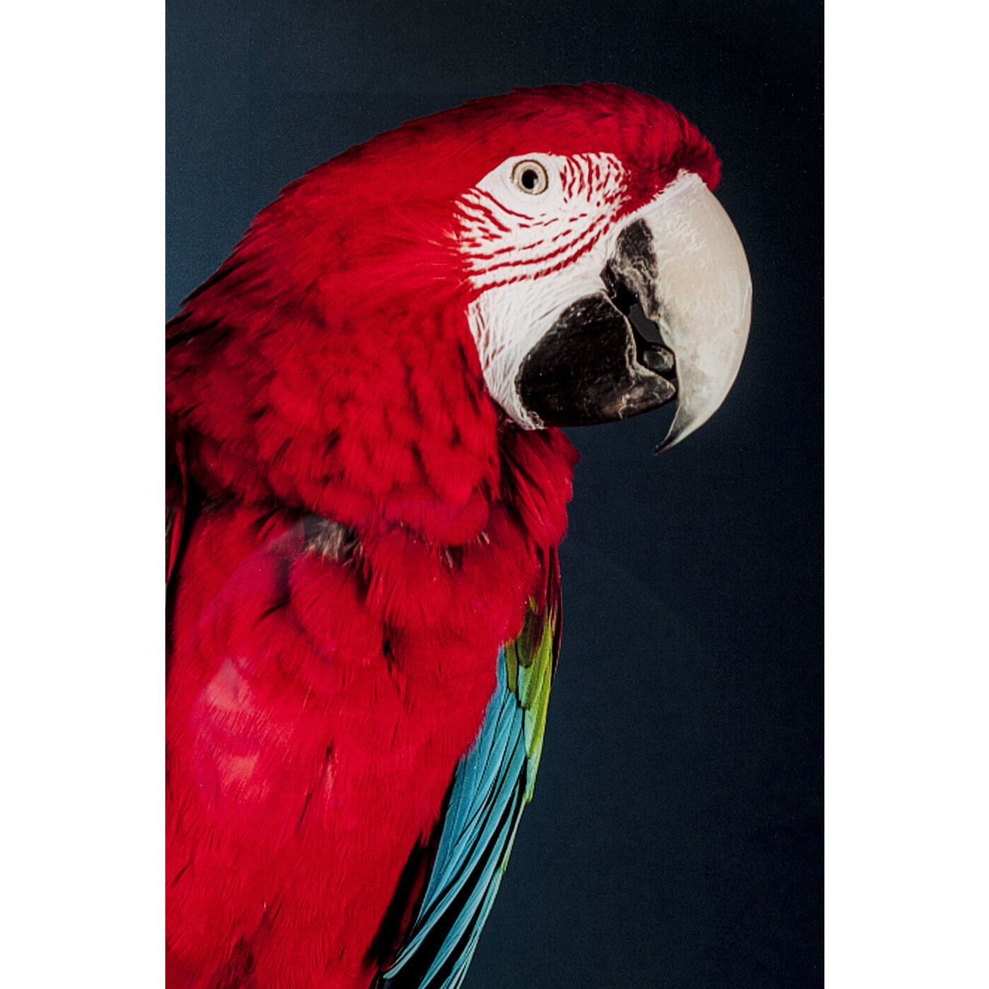 Картина Parrots 53086 Kare
