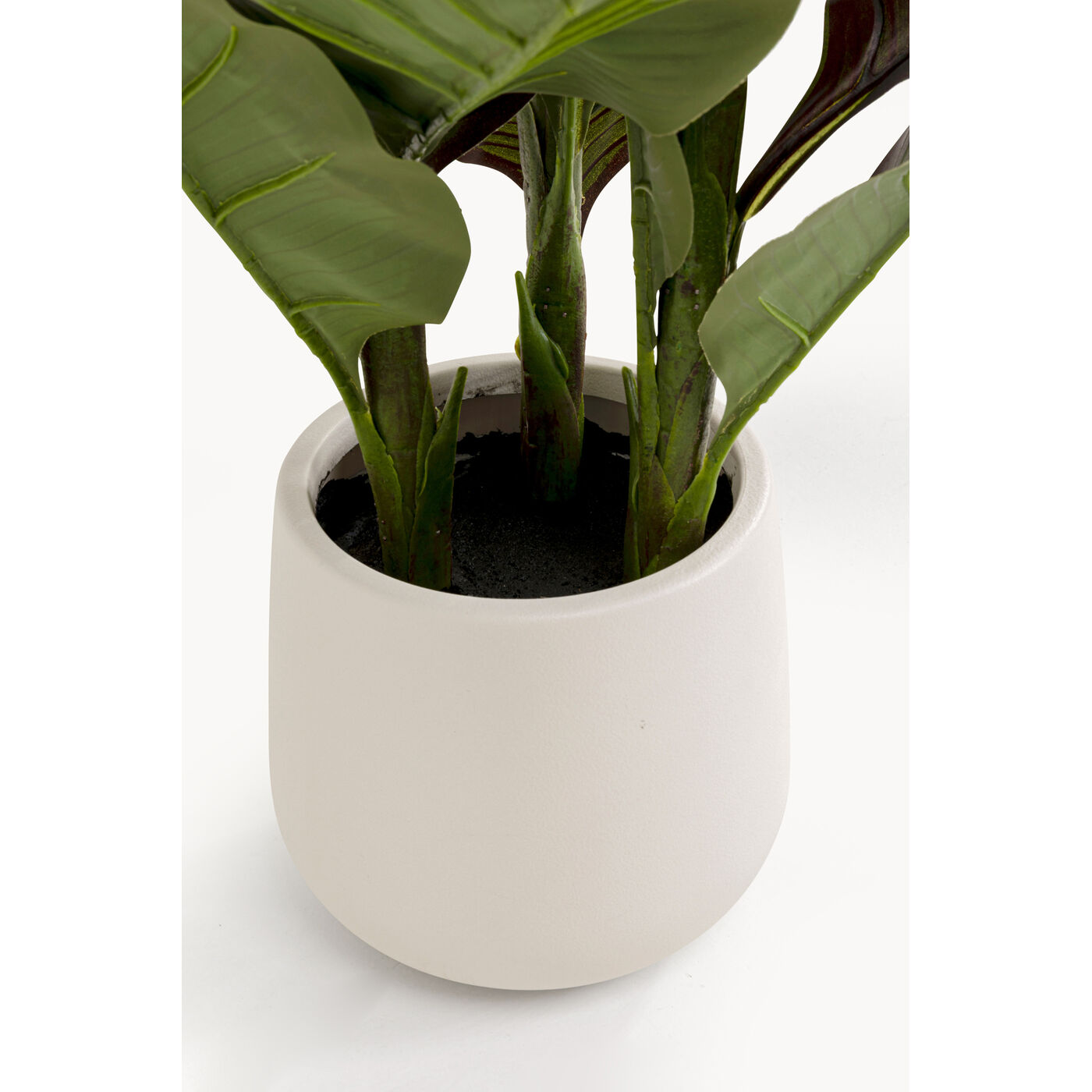 Растение декоративное Canna Lily 165cm KARE 58433