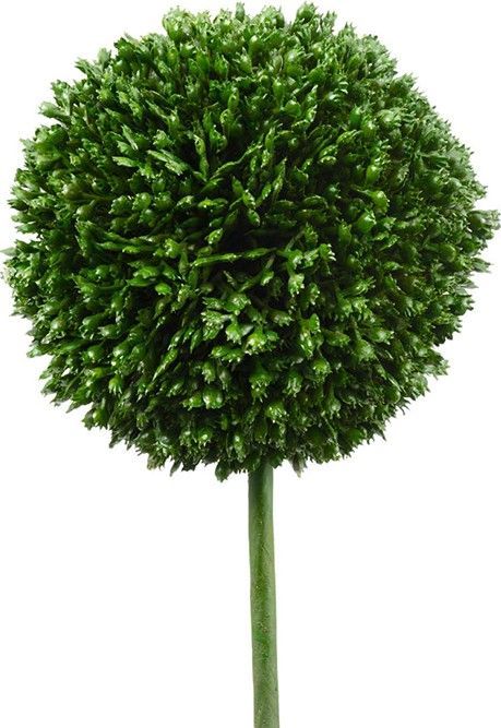 Растения декоративные Самшит, набор Glasar 29574-CREA