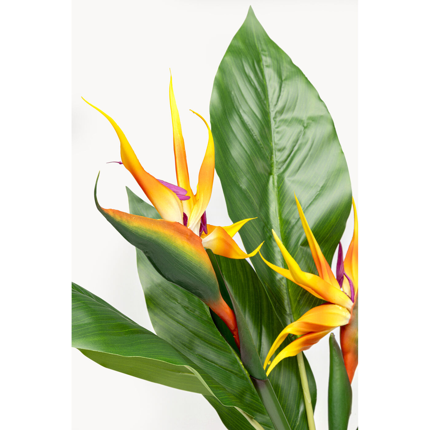 Растение декоративное Paradise Bird 70cm KARE 58346