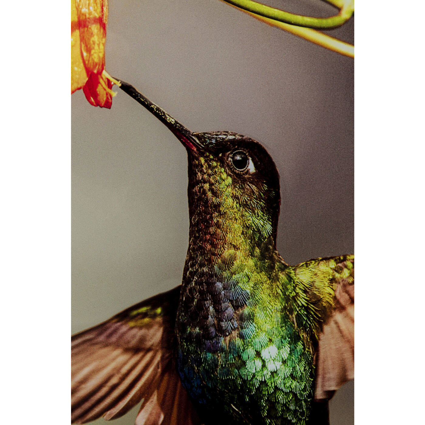 Картина Colibri 53088 Kare