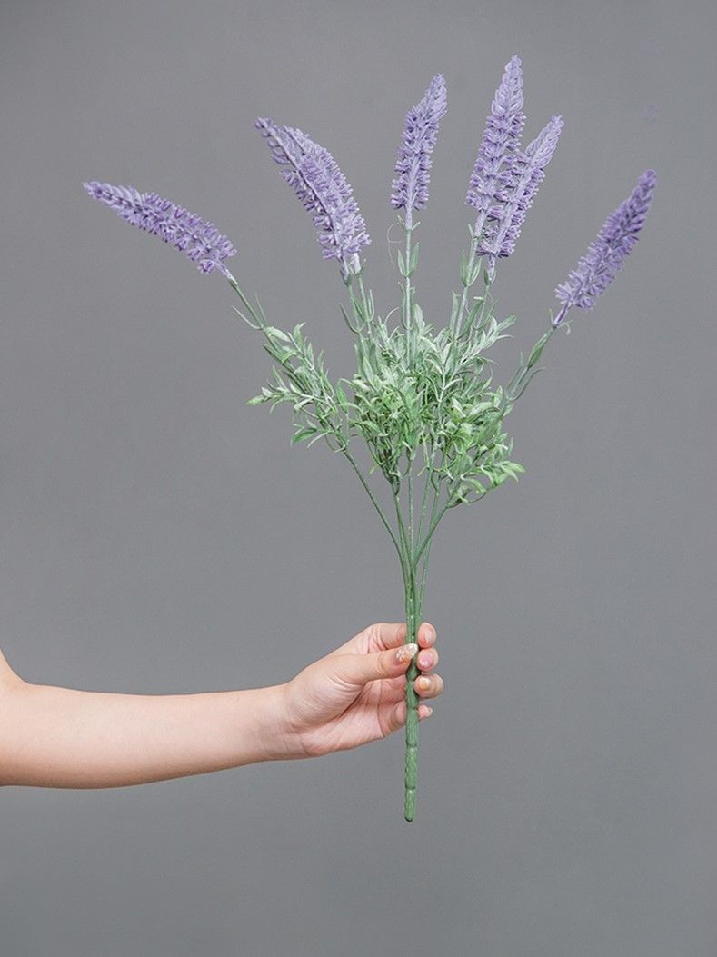 Растение декоративное Лаванда Glasar SA11653